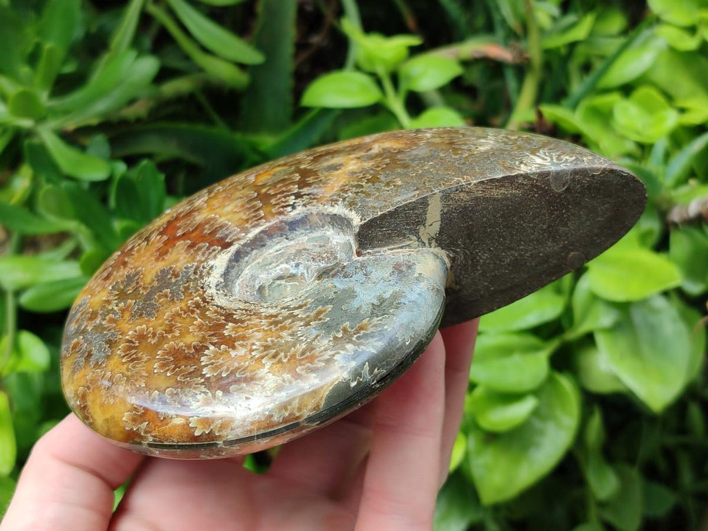 Polished Cleoniceras Ammonite Fossils x 2 From Tulear, Madagascar