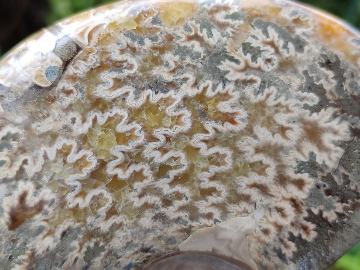 Polished Cleoniceras Ammonite Fossils x 2 From Tulear, Madagascar