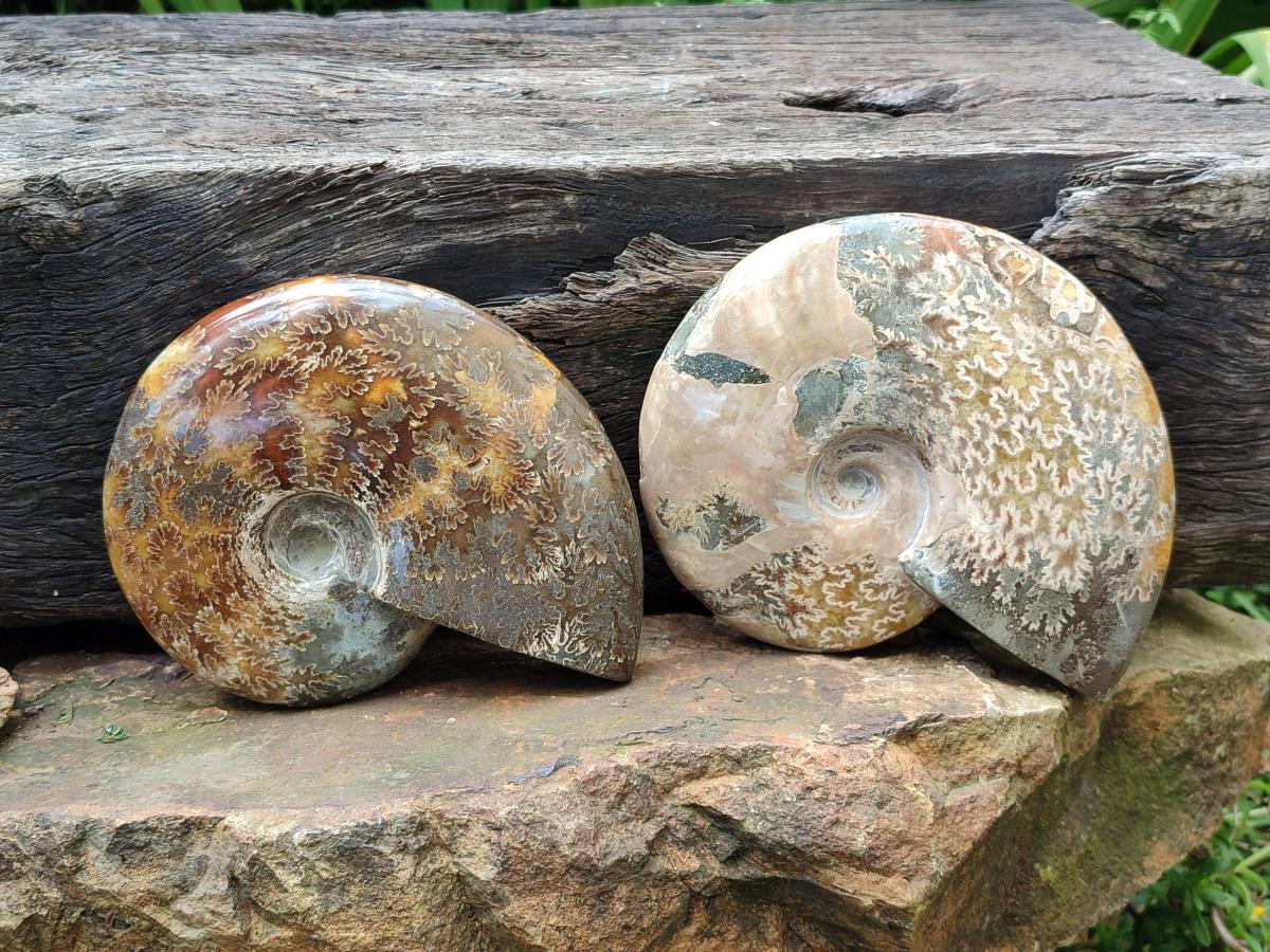 Polished Cleoniceras Ammonite Fossils x 2 From Tulear, Madagascar