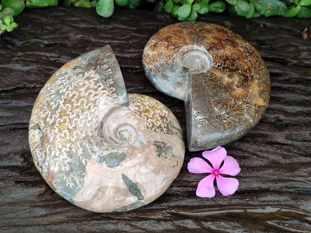 Polished Cleoniceras Ammonite Fossils x 2 From Tulear, Madagascar