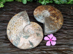 Polished Cleoniceras Ammonite Fossils x 2 From Tulear, Madagascar
