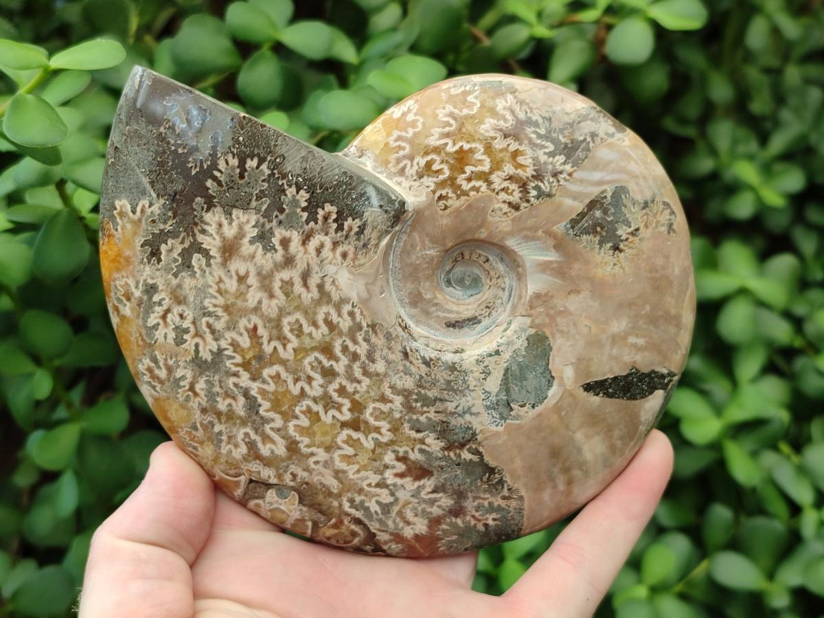 Polished Cleoniceras Ammonite Fossils x 2 From Tulear, Madagascar