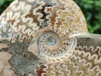 Polished Cleoniceras Ammonite Fossils x 2 From Tulear, Madagascar