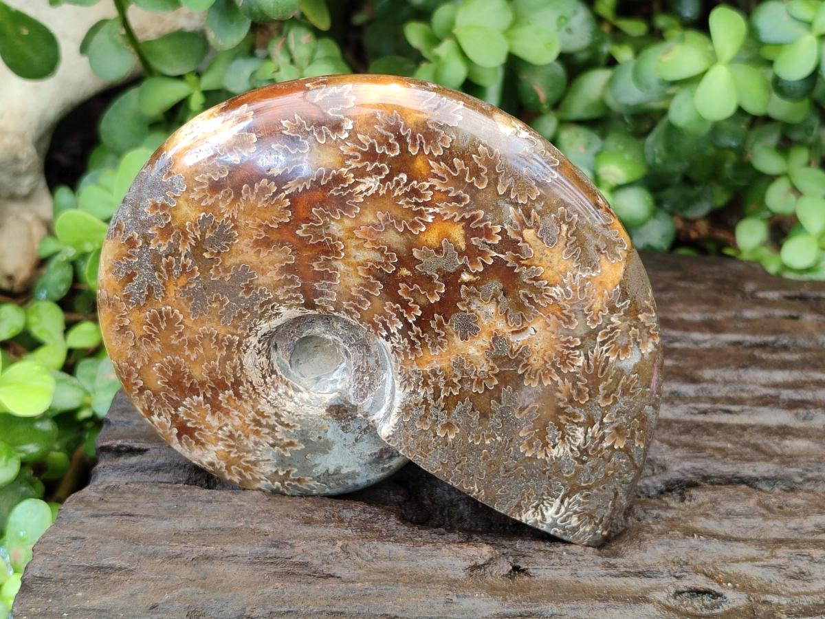 Polished Cleoniceras Ammonite Fossils x 2 From Tulear, Madagascar