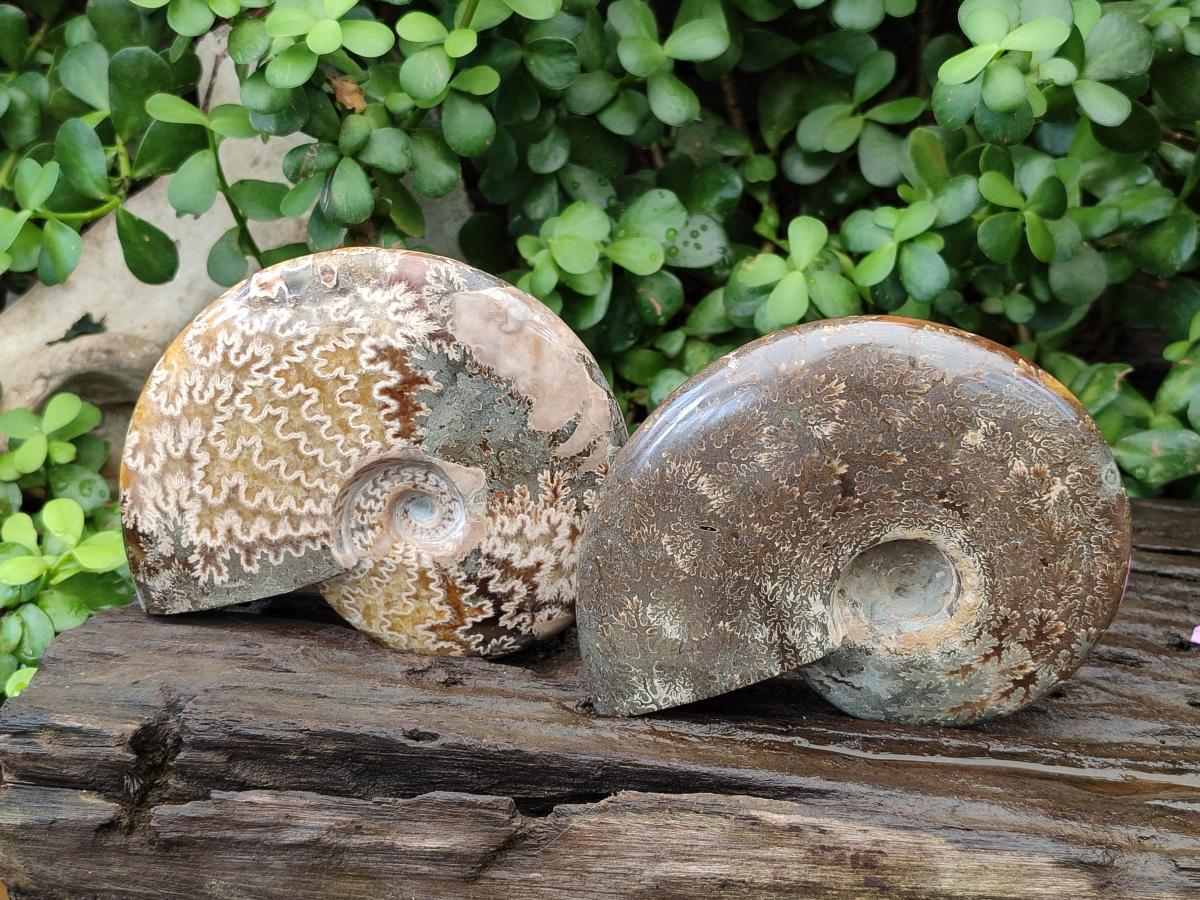 Polished Cleoniceras Ammonite Fossils x 2 From Tulear, Madagascar