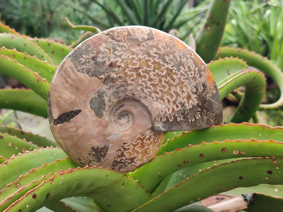 Polished Cleoniceras Ammonite Fossils x 2 From Tulear, Madagascar