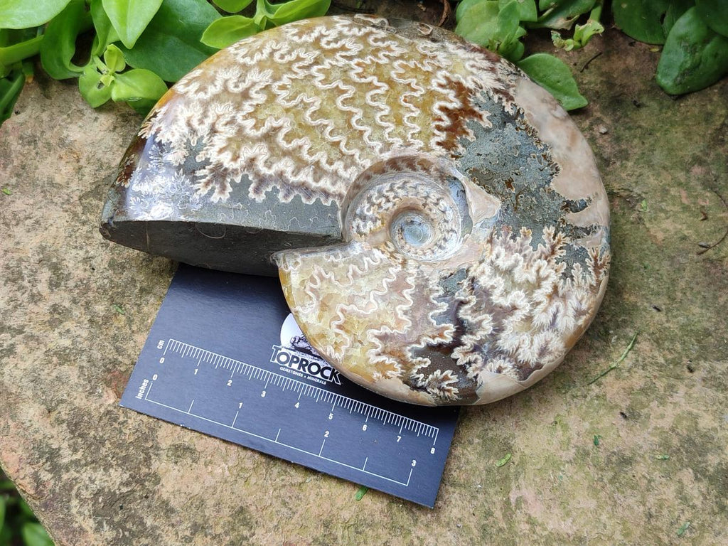 Polished Cleoniceras Ammonite Fossils x 2 From Tulear, Madagascar