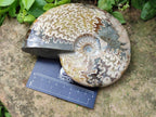 Polished Cleoniceras Ammonite Fossils x 2 From Tulear, Madagascar