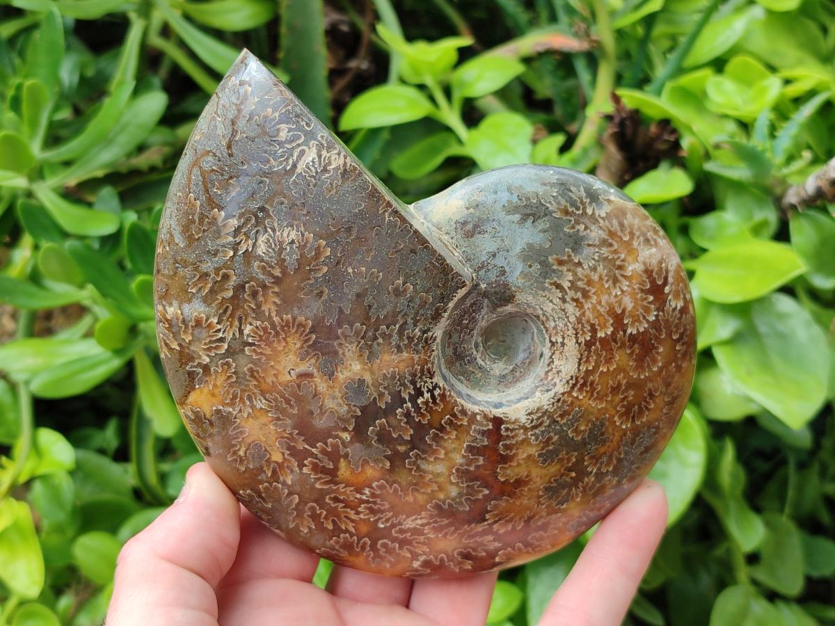 Polished Cleoniceras Ammonite Fossils x 2 From Tulear, Madagascar