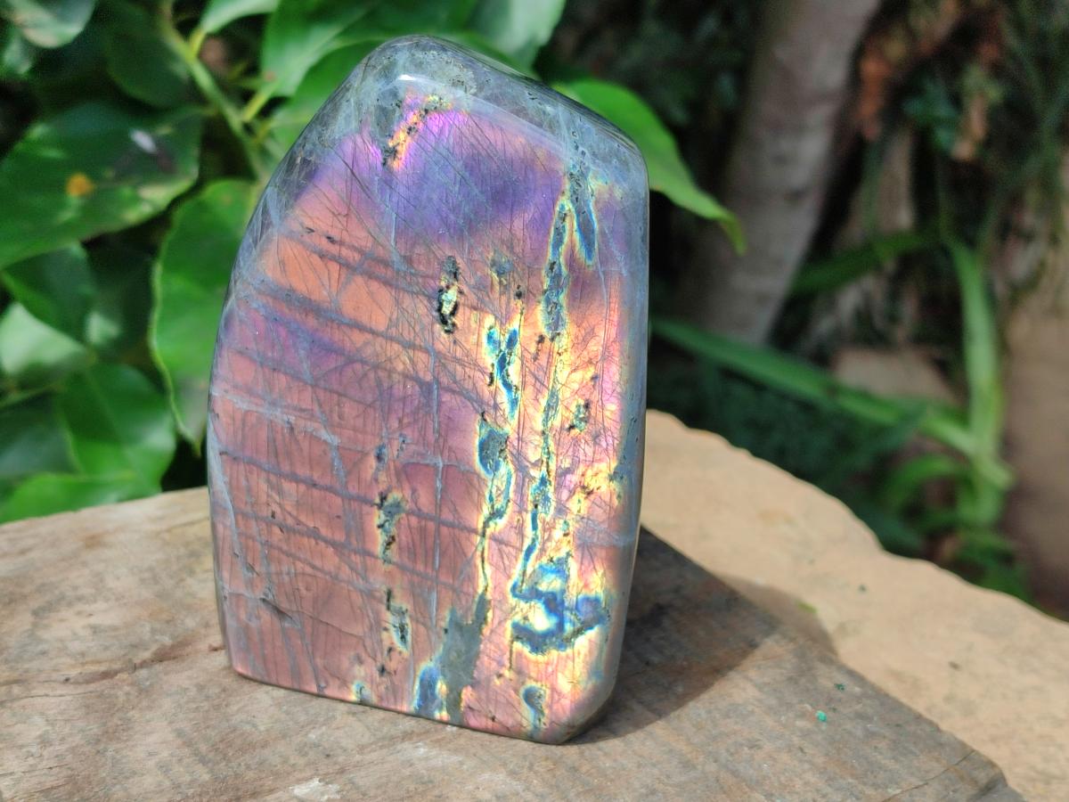 Polished Rare Purple Sunset Flash Labradorite Standing Free Form x 1 From Madagascar