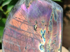 Polished Rare Purple Sunset Flash Labradorite Standing Free Form x 1 From Madagascar
