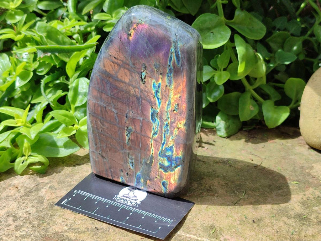 Polished Rare Purple Sunset Flash Labradorite Standing Free Form x 1 From Madagascar