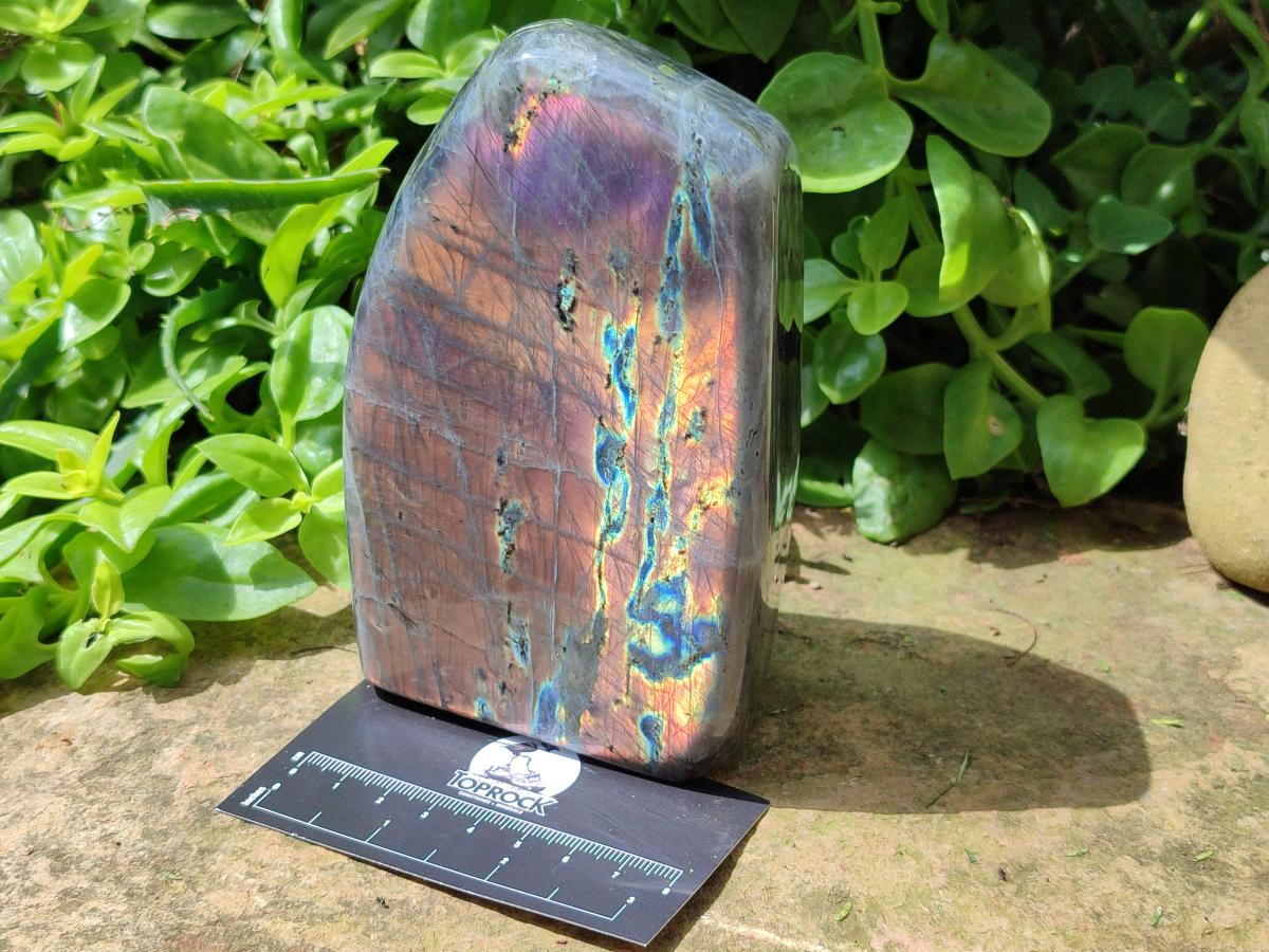 Polished Rare Purple Sunset Flash Labradorite Standing Free Form x 1 From Madagascar