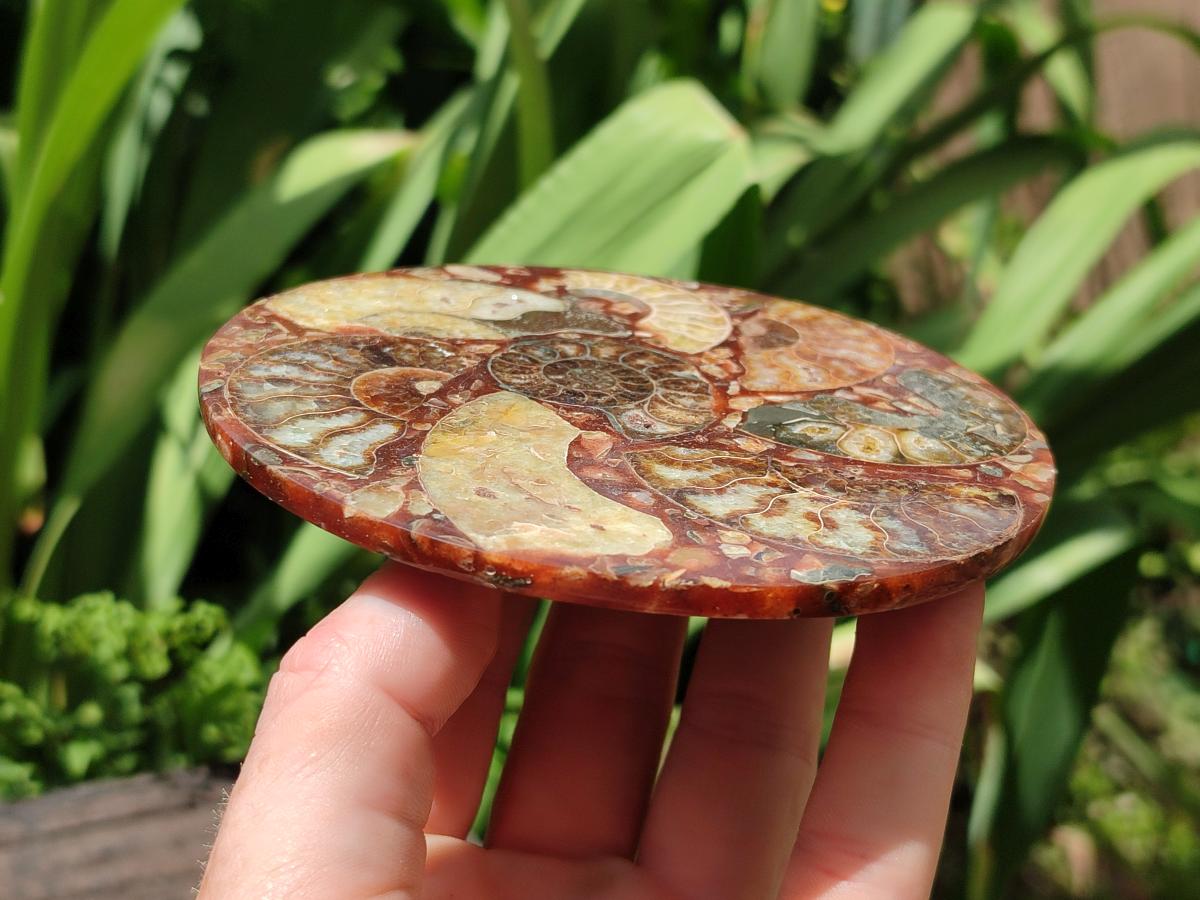 Hand Made Ammonite Conglomerate Coffee Table Coasters x 6 From Mahajanga, Madagascar