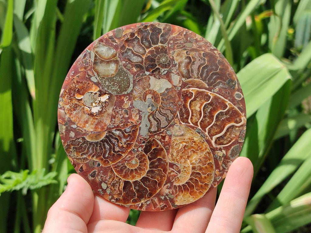 Hand Made Ammonite Conglomerate Coffee Table Coasters x 6 From Mahajanga, Madagascar