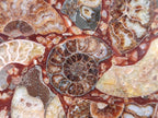 Hand Made Ammonite Conglomerate Coffee Table Coasters x 6 From Mahajanga, Madagascar