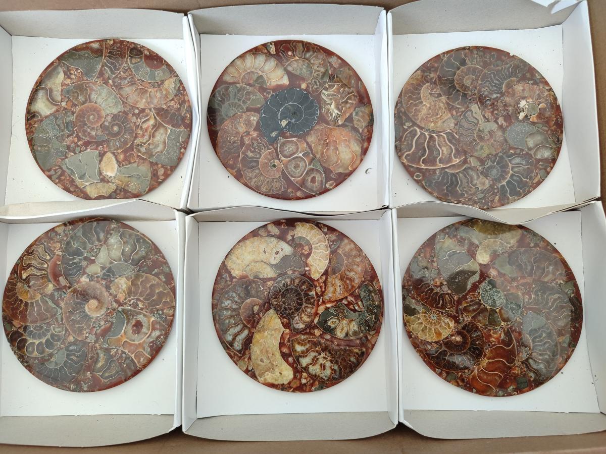 Hand Made Ammonite Conglomerate Coffee Table Coasters x 6 From Mahajanga, Madagascar