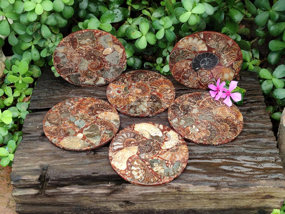 Hand Made Ammonite Conglomerate Coffee Table Coasters x 6 From Mahajanga, Madagascar