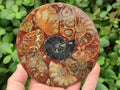 Hand Made Ammonite Conglomerate Coffee Table Coasters x 6 From Mahajanga, Madagascar