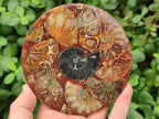 Hand Made Ammonite Conglomerate Coffee Table Coasters x 6 From Mahajanga, Madagascar