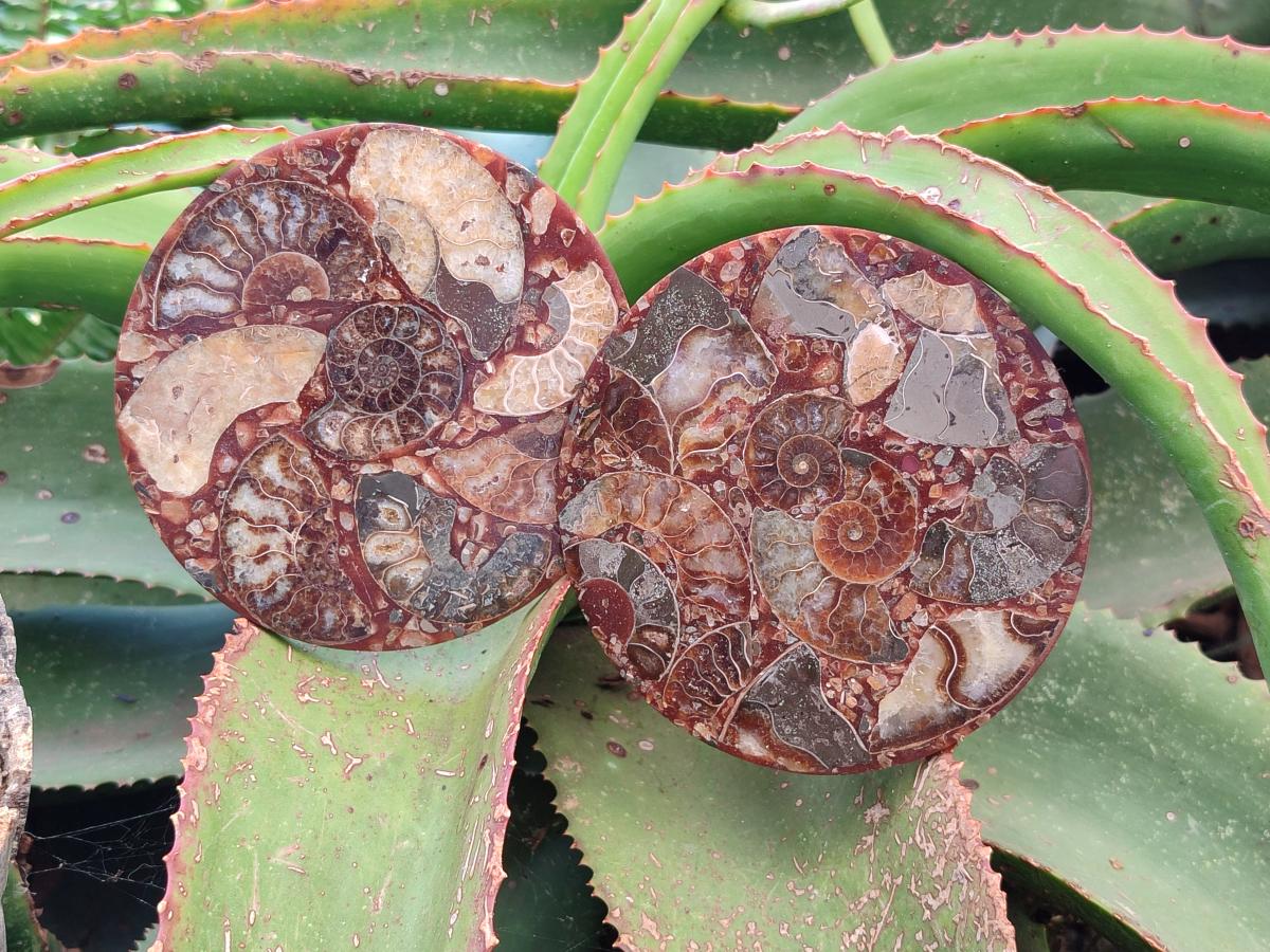 Hand Made Ammonite Conglomerate Coffee Table Coasters x 6 From Mahajanga, Madagascar