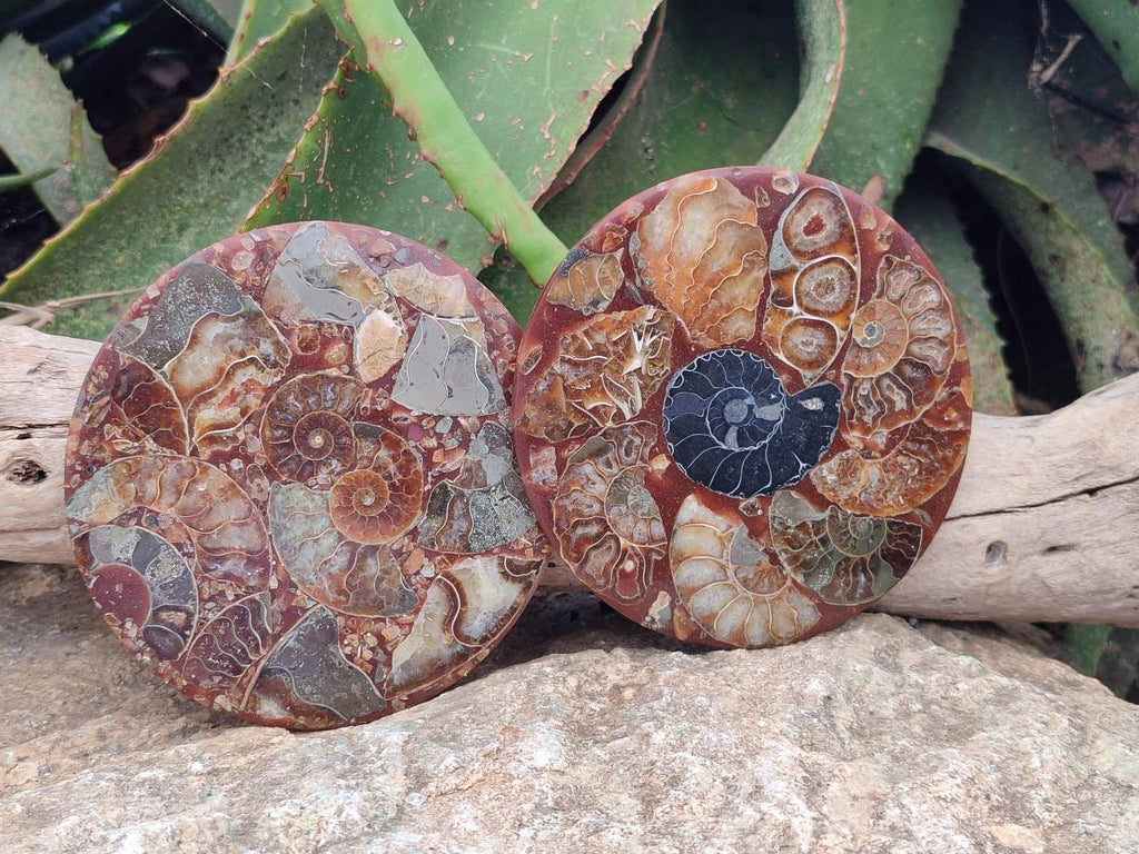 Hand Made Ammonite Conglomerate Coffee Table Coasters x 6 From Mahajanga, Madagascar