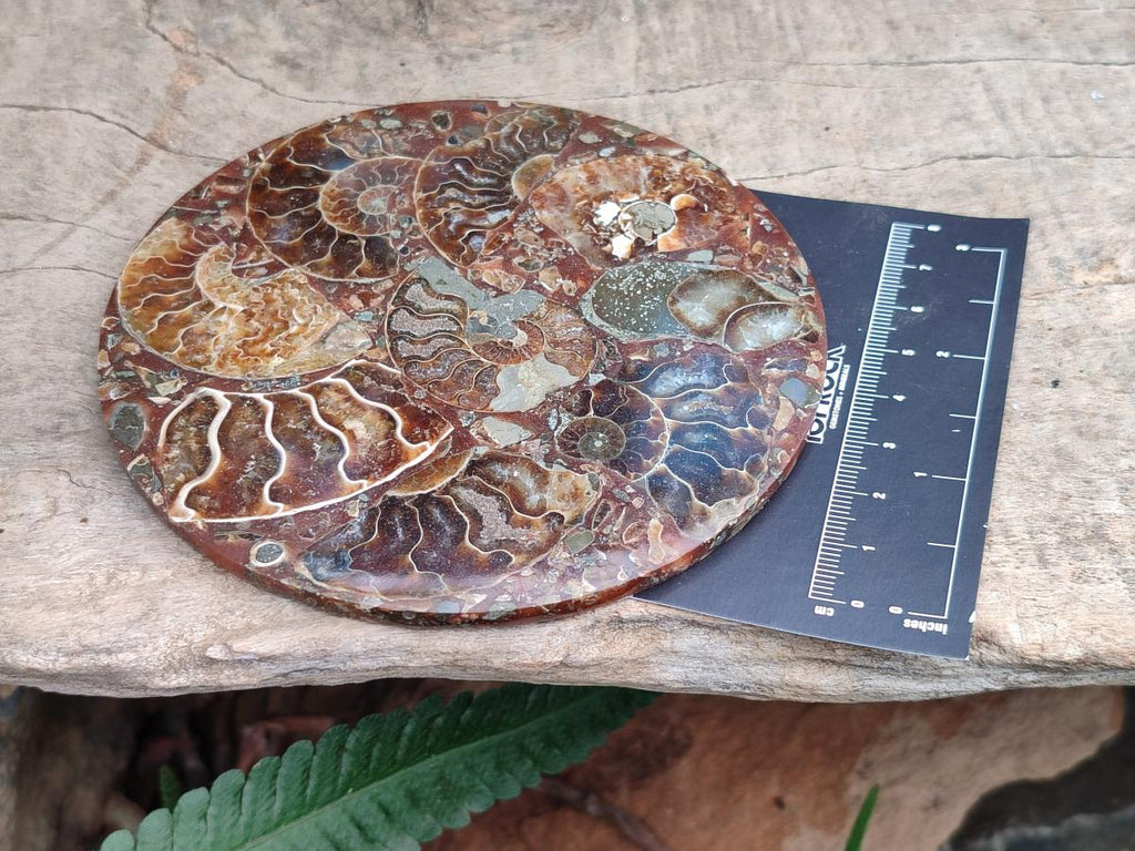 Hand Made Ammonite Conglomerate Coffee Table Coasters x 6 From Mahajanga, Madagascar