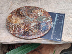 Hand Made Ammonite Conglomerate Coffee Table Coasters x 6 From Mahajanga, Madagascar