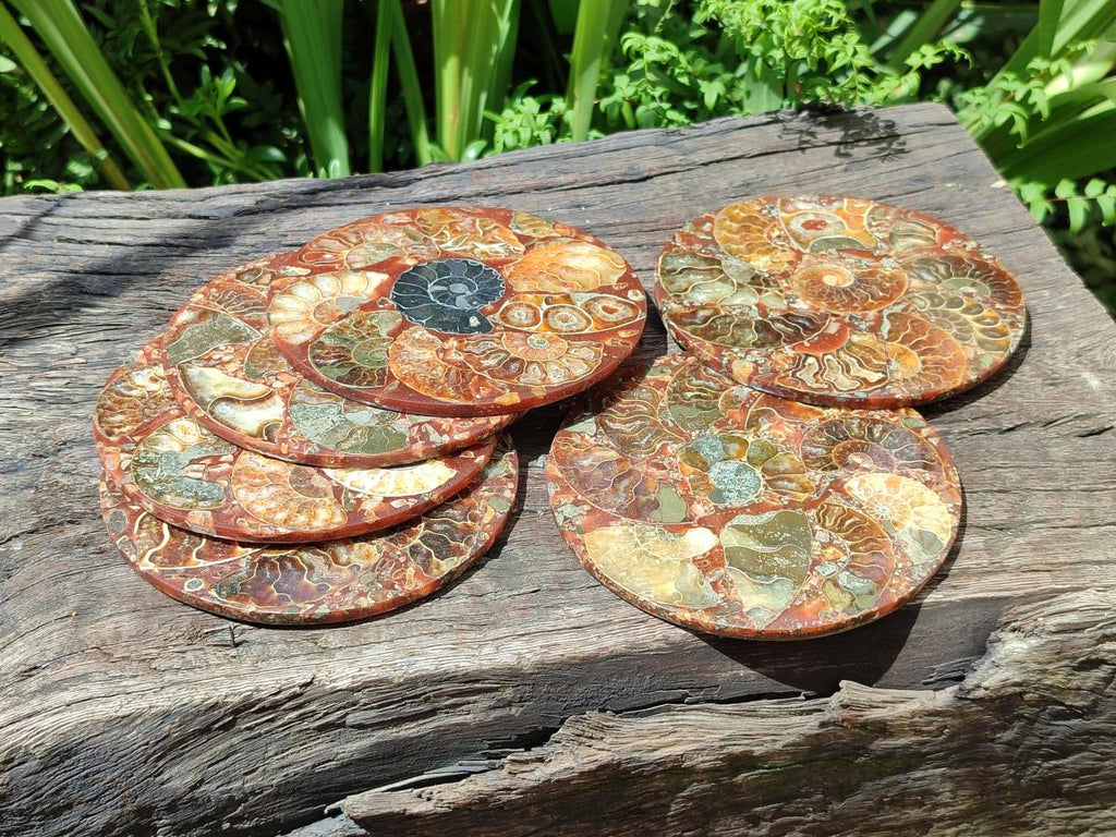 Hand Made Ammonite Conglomerate Coffee Table Coasters x 6 From Mahajanga, Madagascar