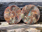 Hand Made Ammonite Conglomerate Coffee Table Coasters x 6 From Mahajanga, Madagascar