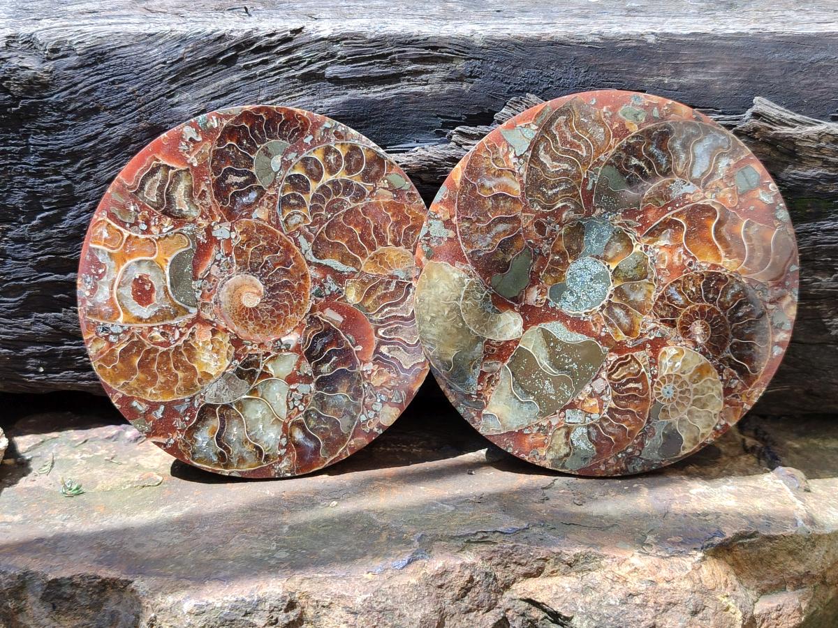 Hand Made Ammonite Conglomerate Coffee Table Coasters x 6 From Mahajanga, Madagascar