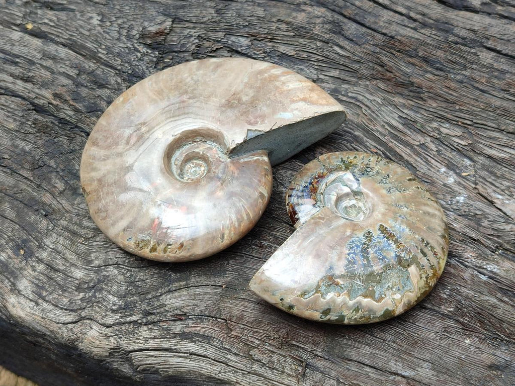 Polished Cleoniceras Ammonite Fossils x 2 From Tulear, Madagascar
