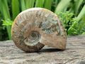 Polished Cleoniceras Ammonite Fossils x 2 From Tulear, Madagascar