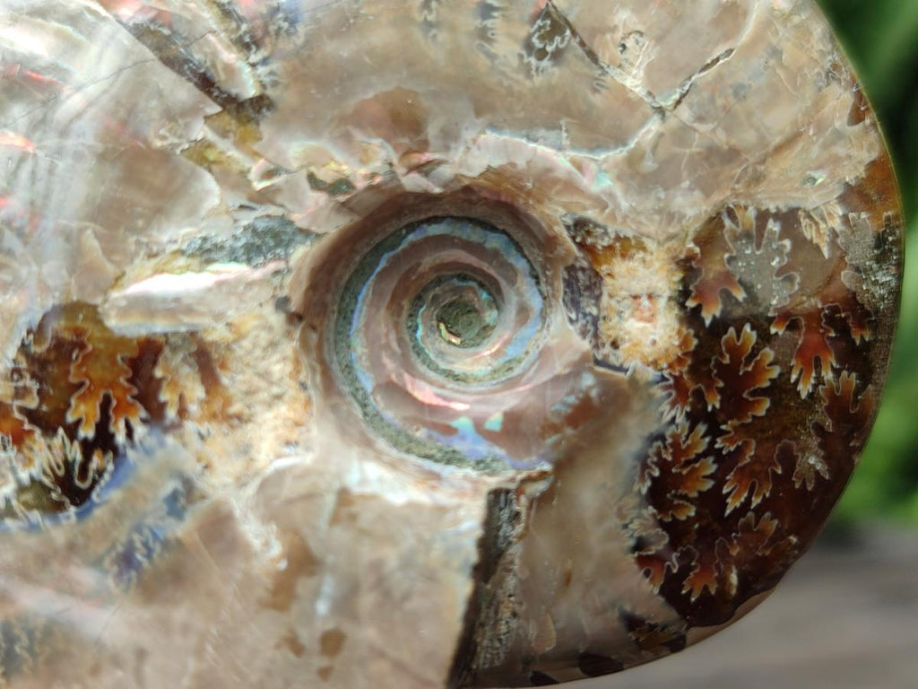 Polished Cleoniceras Ammonite Fossils x 2 From Tulear, Madagascar