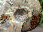 Polished Cleoniceras Ammonite Fossils x 2 From Tulear, Madagascar