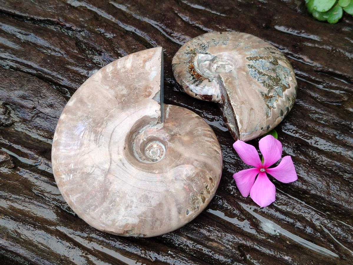 Polished Cleoniceras Ammonite Fossils x 2 From Tulear, Madagascar