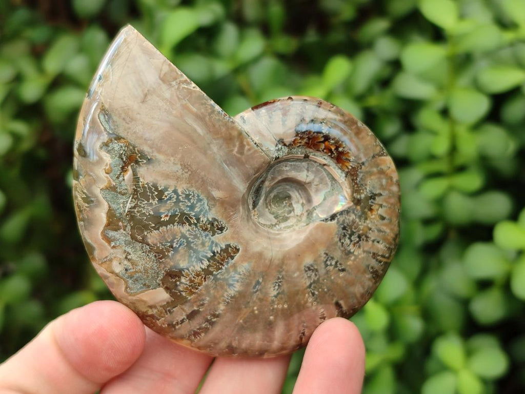 Polished Cleoniceras Ammonite Fossils x 2 From Tulear, Madagascar