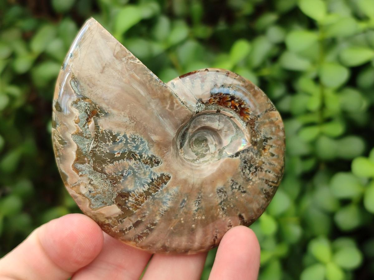 Polished Cleoniceras Ammonite Fossils x 2 From Tulear, Madagascar
