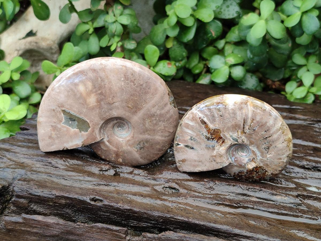 Polished Cleoniceras Ammonite Fossils x 2 From Tulear, Madagascar