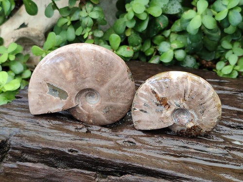 Polished Cleoniceras Ammonite Fossils x 2 From Tulear, Madagascar