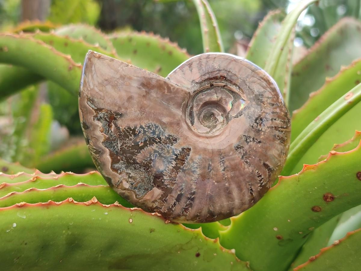 Polished Cleoniceras Ammonite Fossils x 2 From Tulear, Madagascar