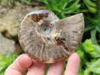 Polished Cleoniceras Ammonite Fossils x 2 From Tulear, Madagascar