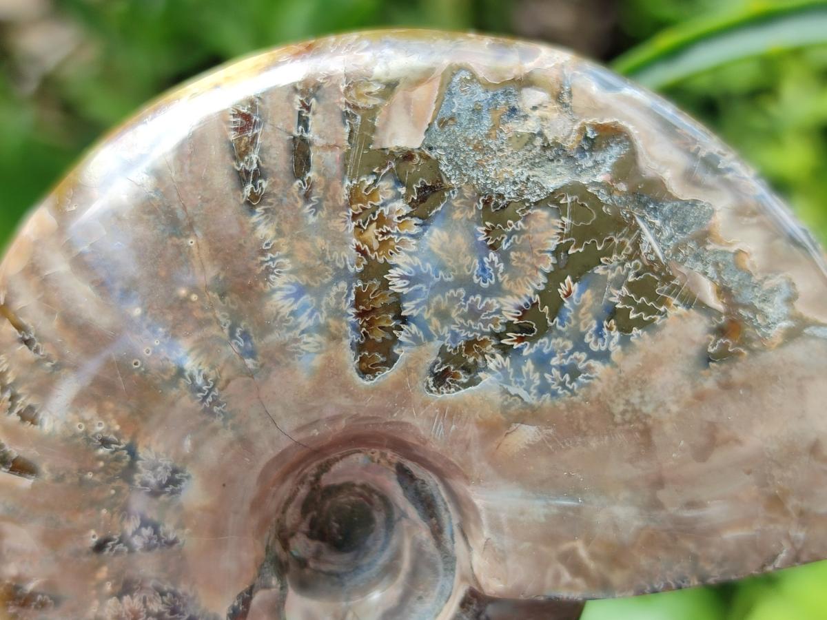 Polished Cleoniceras Ammonite Fossils x 2 From Tulear, Madagascar