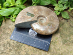 Polished Cleoniceras Ammonite Fossils x 2 From Tulear, Madagascar