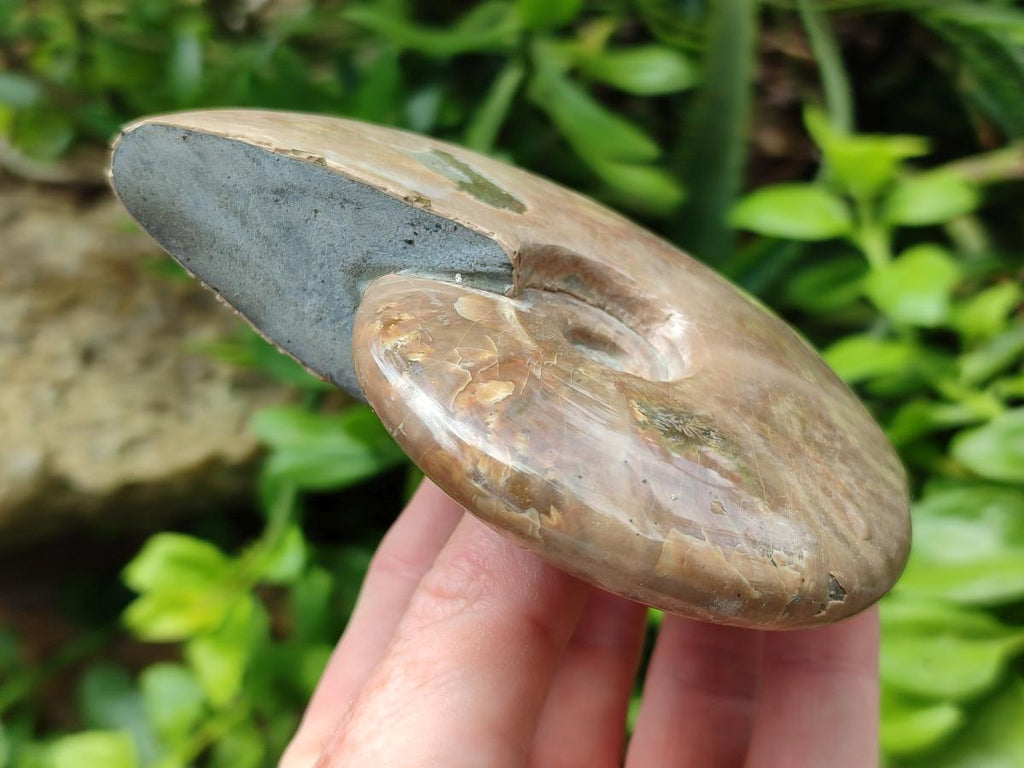 Polished Cleoniceras Ammonite Fossils x 2 From Tulear, Madagascar