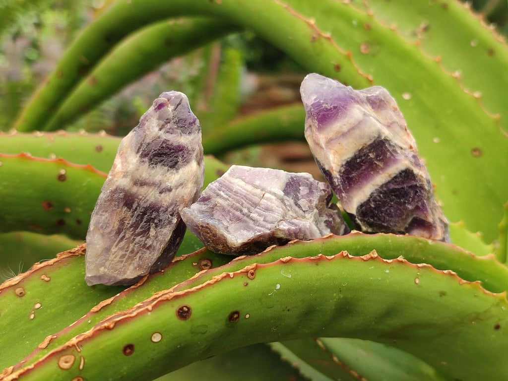 Natural Chevron Amethyst Dogtooth Crystals x 3kg Lot From Zambia