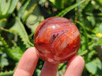 Polished Carnelian Agate Gemstone Spheres x 12 From Madagascar - Toprock Gemstones and Minerals 