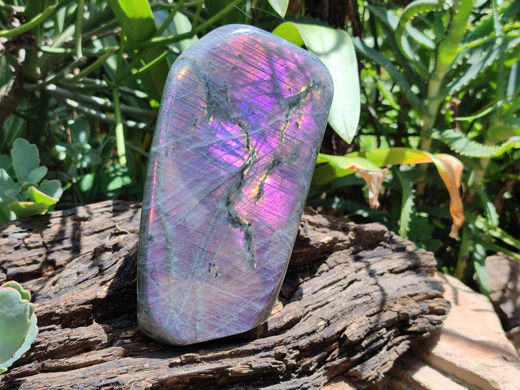Polished Large Rare Purple Sunset Flash Labradorite Standing Free Form x 1 From Madagascar
