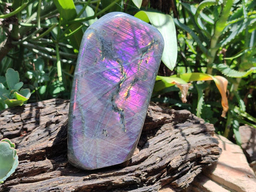 Polished Large Rare Purple Sunset Flash Labradorite Standing Free Form x 1 From Madagascar