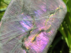 Polished Large Rare Purple Sunset Flash Labradorite Standing Free Form x 1 From Madagascar